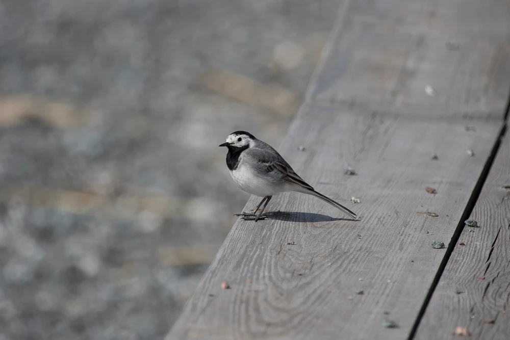 Bild uppladdad av Thomas