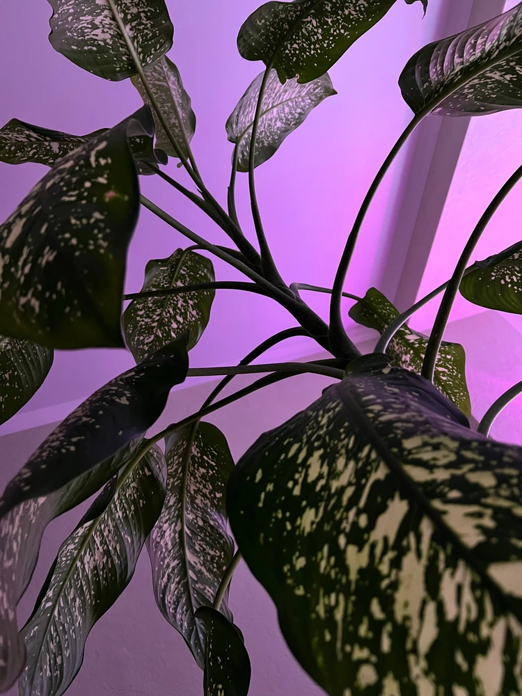 𝔇𝔦𝔞𝔫𝔞 上傳的 GIF