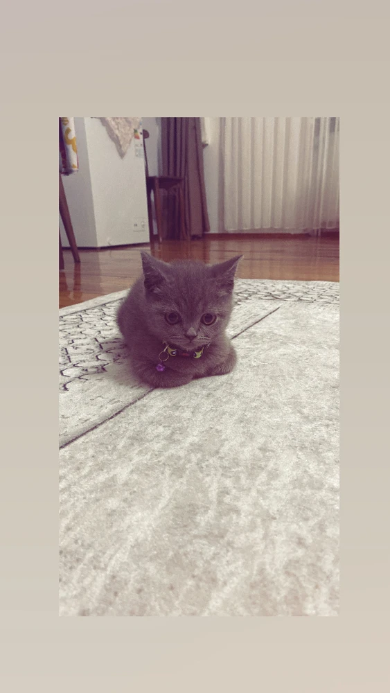 Ogün tarafından yüklenen GIF