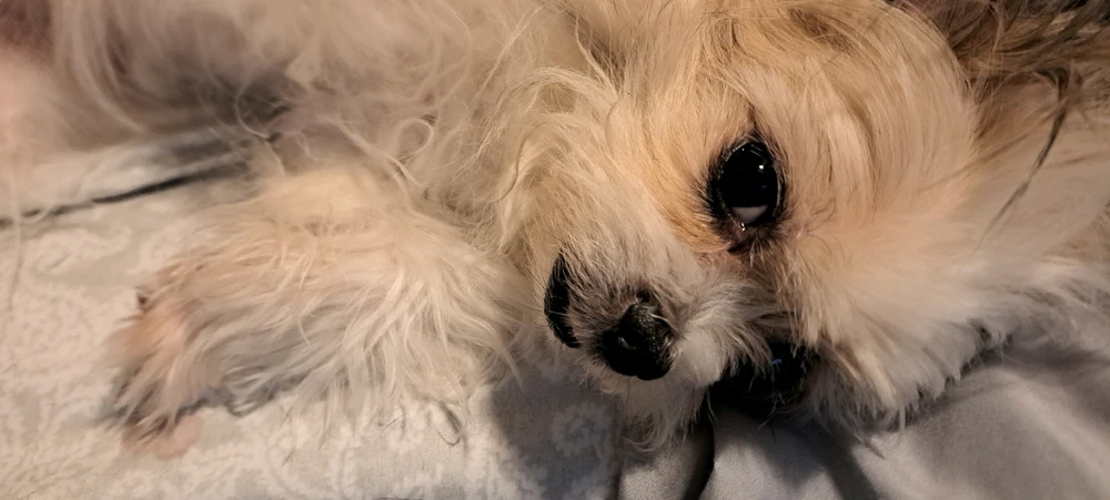 GIF uploaded by Josue