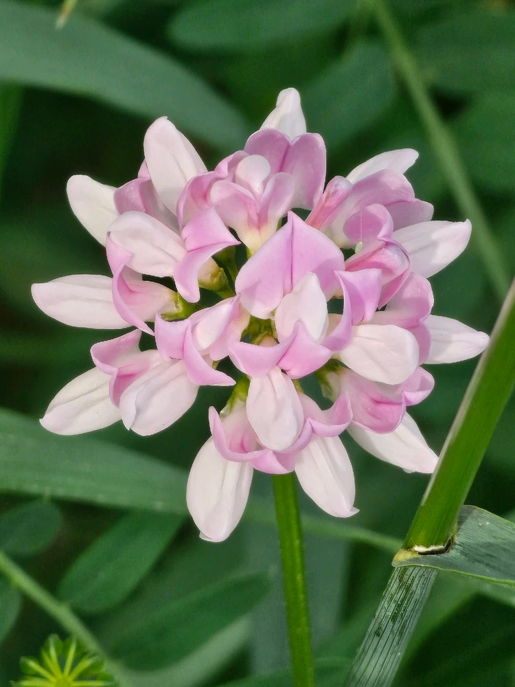 Image uploaded by Lovely