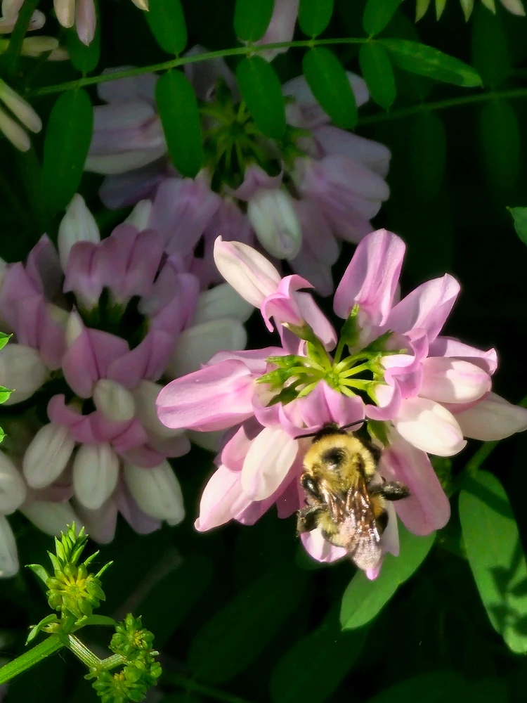 Image uploaded by Lovely