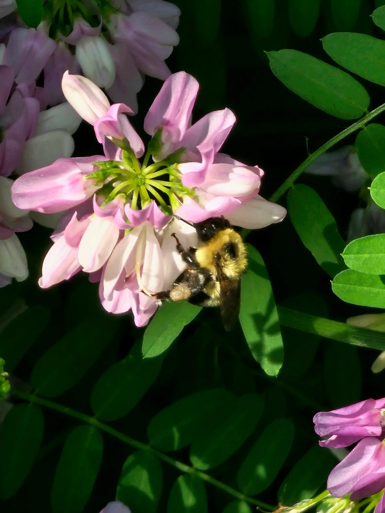 Image uploaded by Lovely