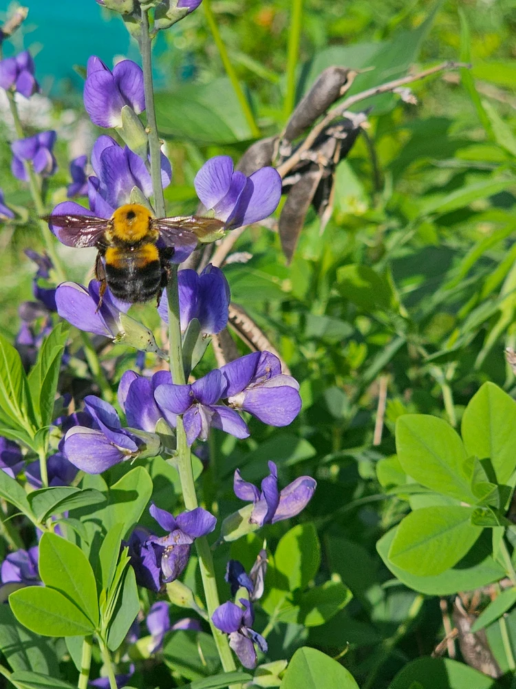 Image uploaded by Lovely