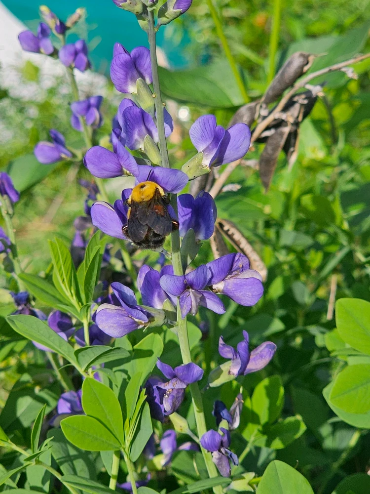 Image uploaded by Lovely