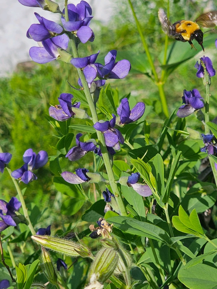 Image uploaded by Lovely