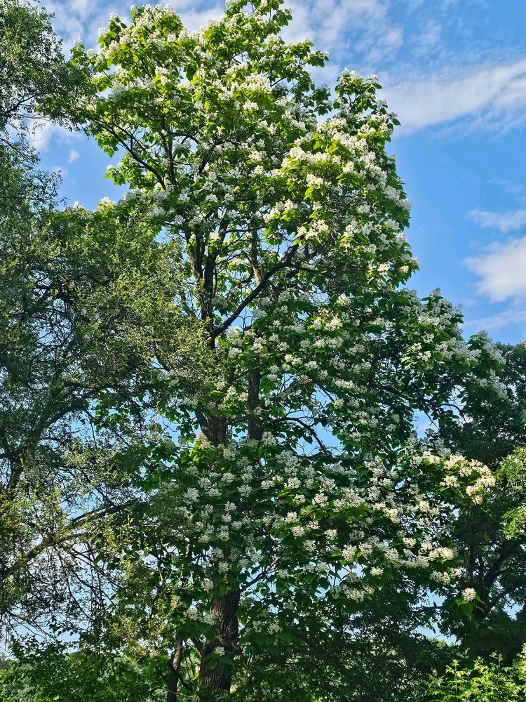 Image uploaded by Lovely