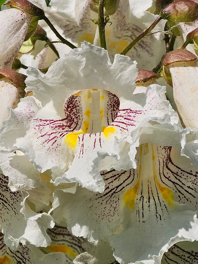 Image uploaded by Lovely