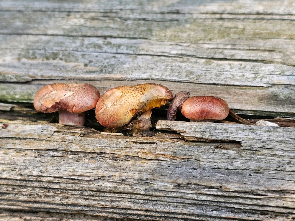 Image uploaded by Lovely