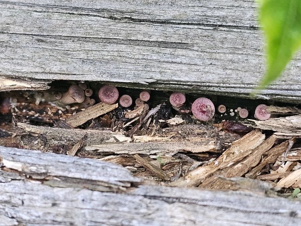 Image uploaded by Lovely