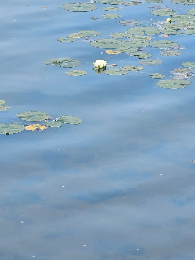 Image uploaded by Lovely