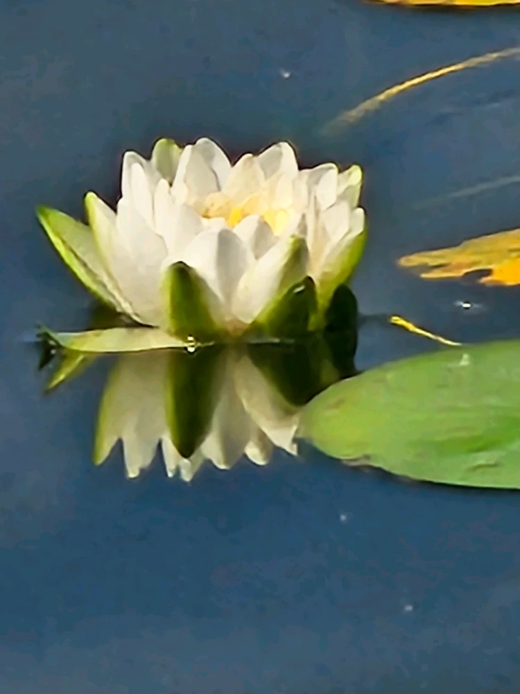 Image uploaded by Lovely