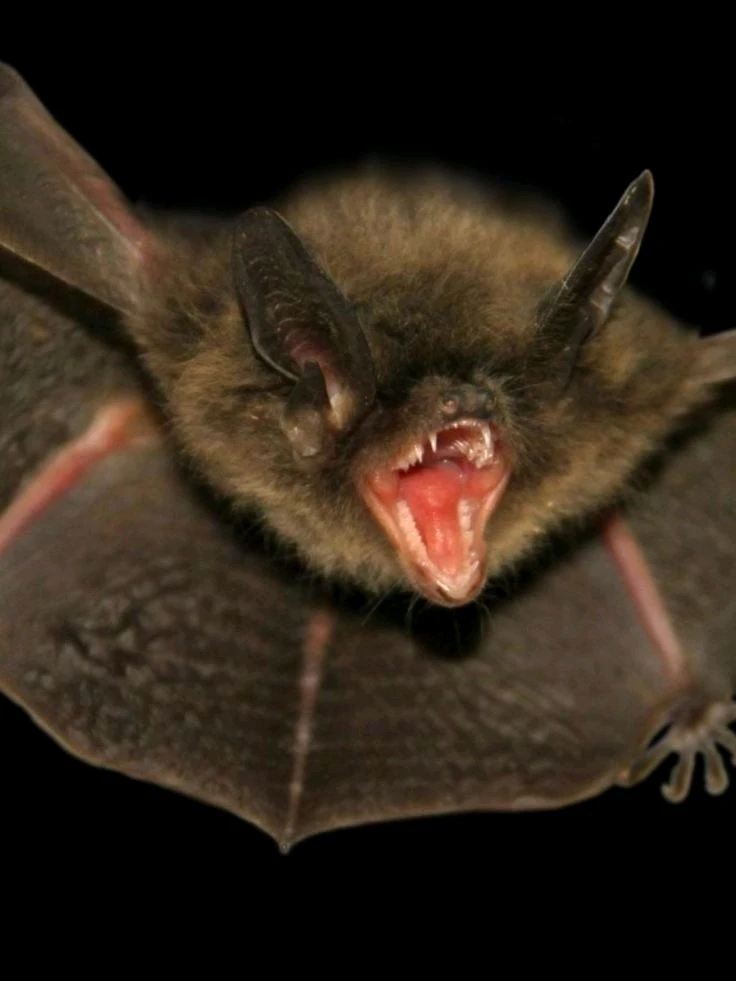 Гіфку завантажив Natalia🦇