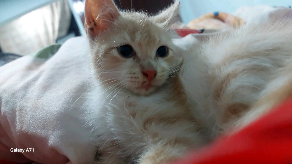 Imagen subida por Aron