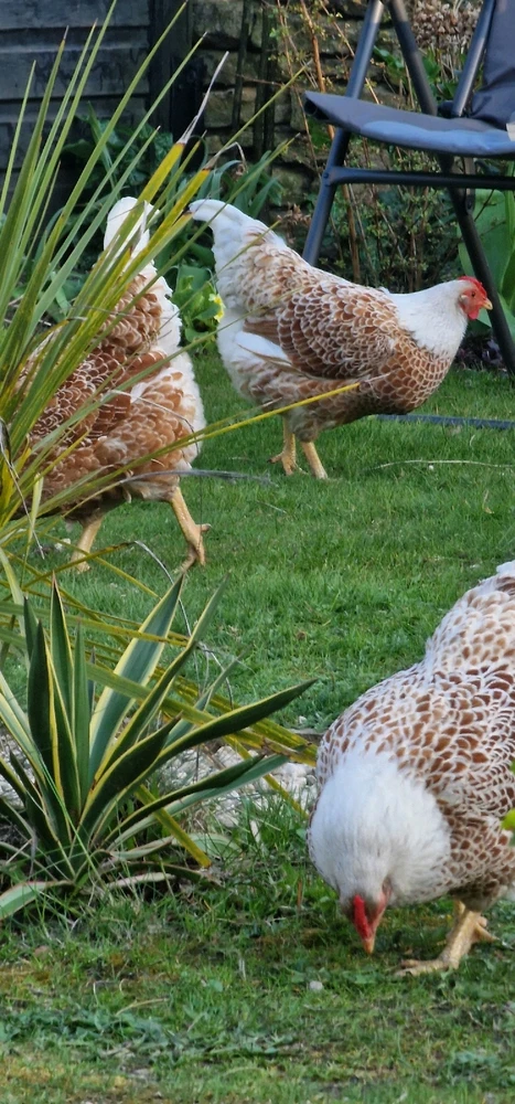 Image uploaded by Adam