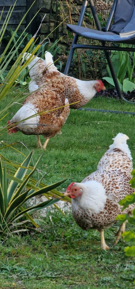 Image uploaded by Adam