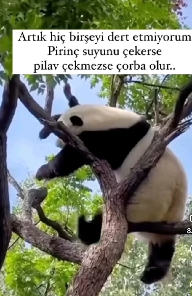 ТАРКАН TARKAN طرقان tarafından yüklenen GIF