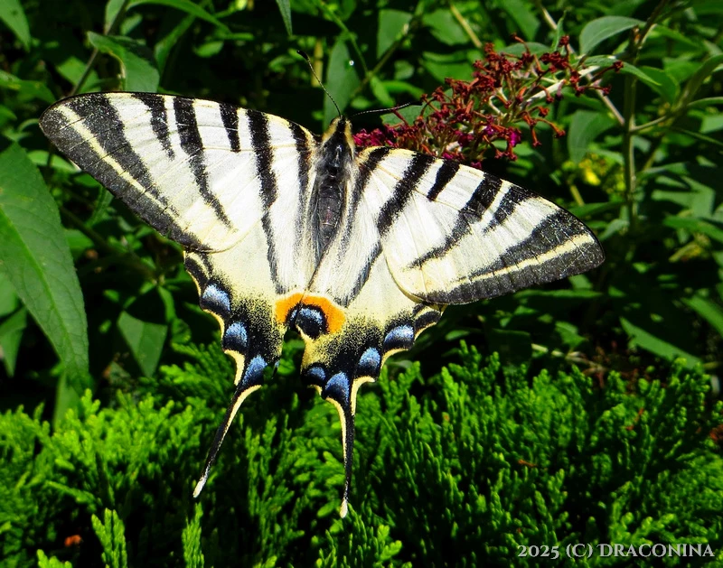 Zdjęcie dodane przez Czarna_Kosmitka