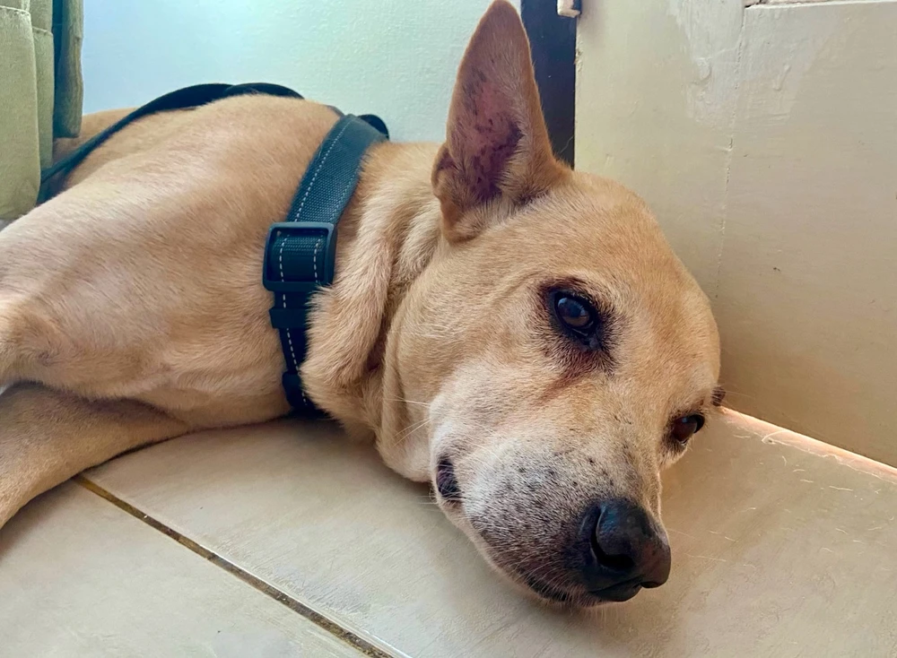 GIF diunggah oleh cia