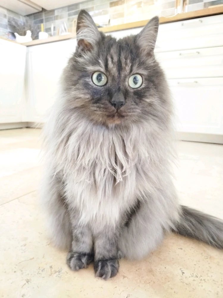 Kucing Pecik dan Cysia