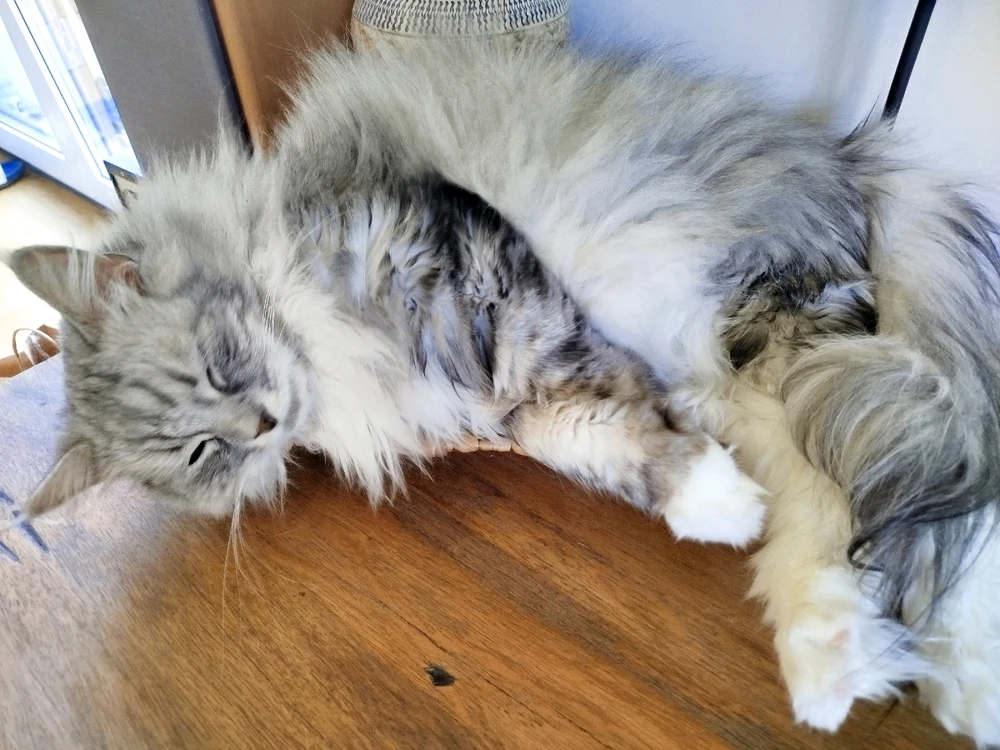 Kucing Pecik dan Cysia