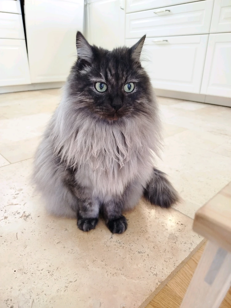 Kucing Pecik dan Cysia