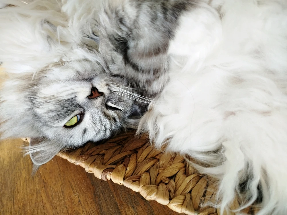 Kucing Pecik dan Cysia