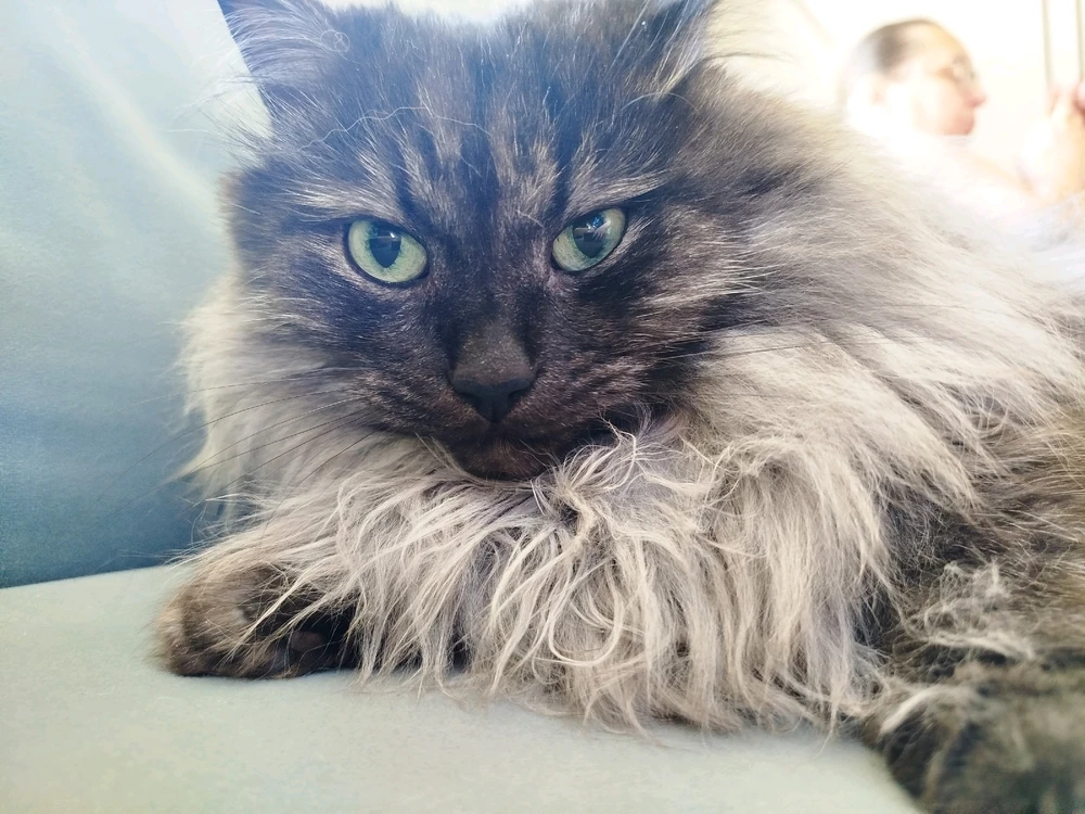 Kucing Pecik dan Cysia