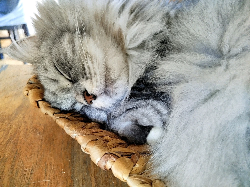 Kucing Pecik dan Cysia