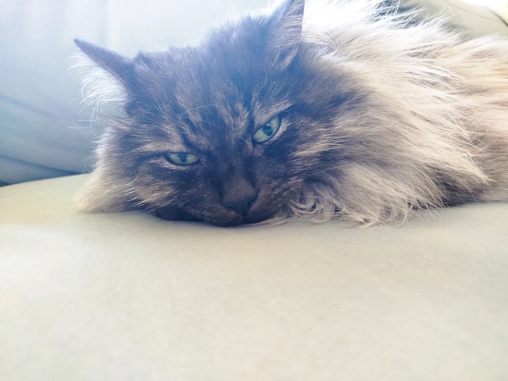 Kucing Pecik dan Cysia