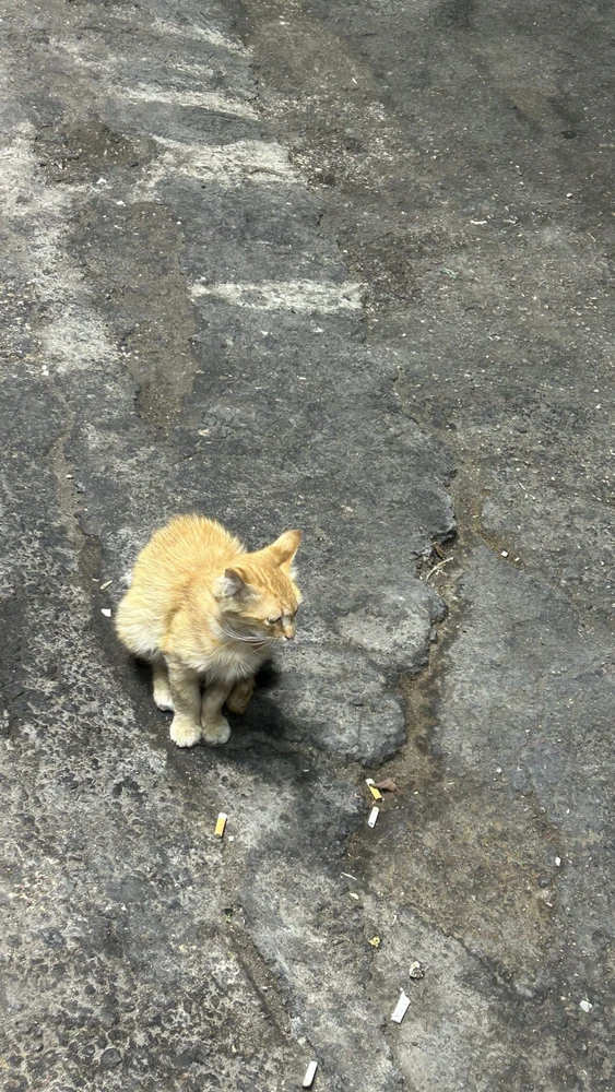 Image uploaded by aseel