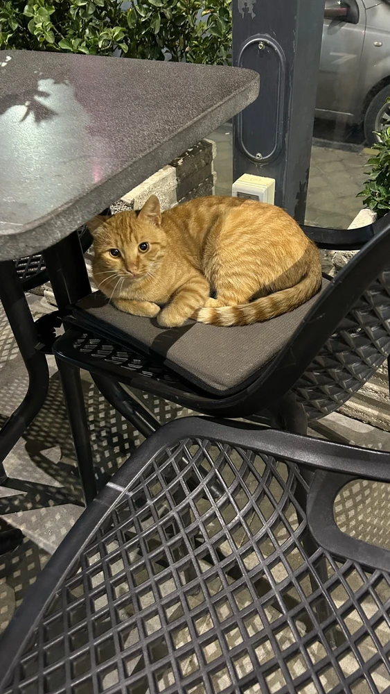 Image uploaded by aseel