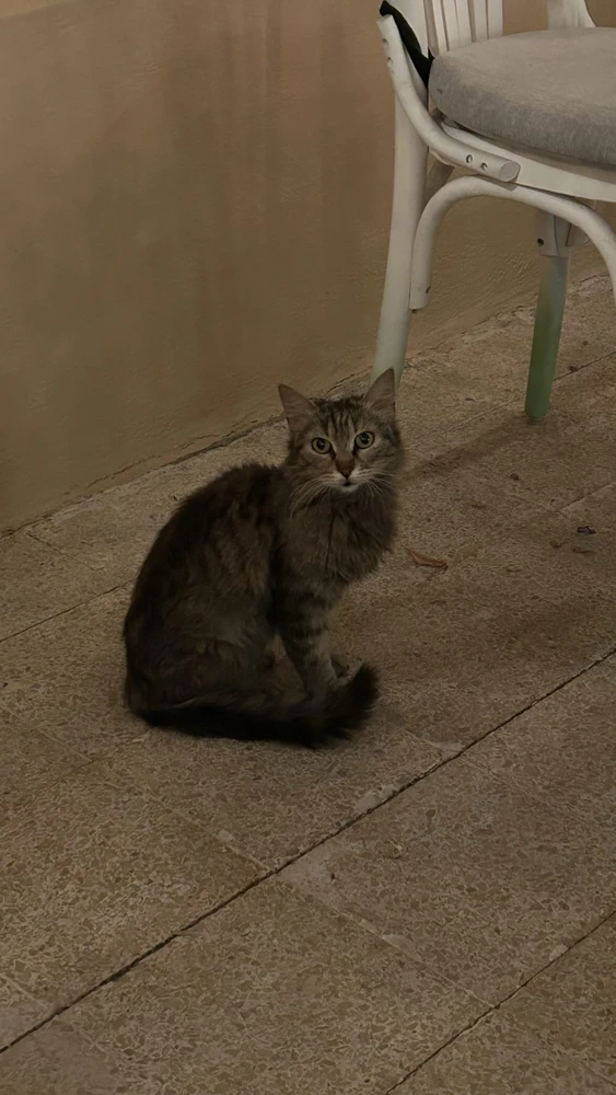 Image uploaded by aseel