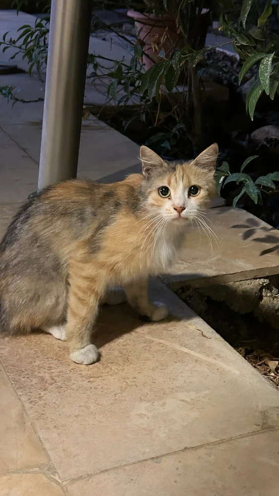 Image uploaded by aseel