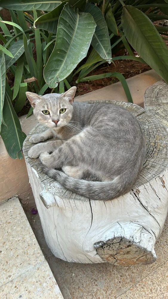 Image uploaded by aseel