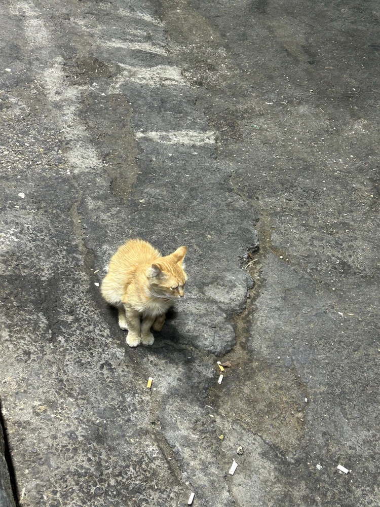 Image uploaded by aseel