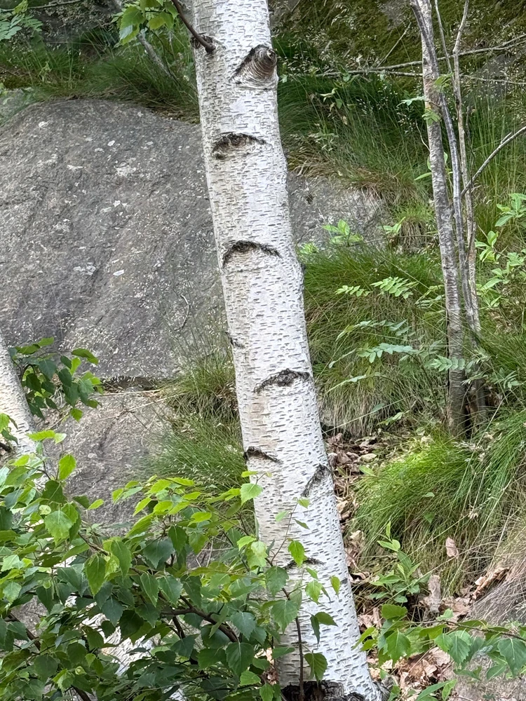 GIF uploaded by Ban me from this disgusting app