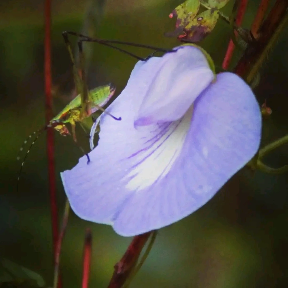 Image uploaded by Joshua Smith