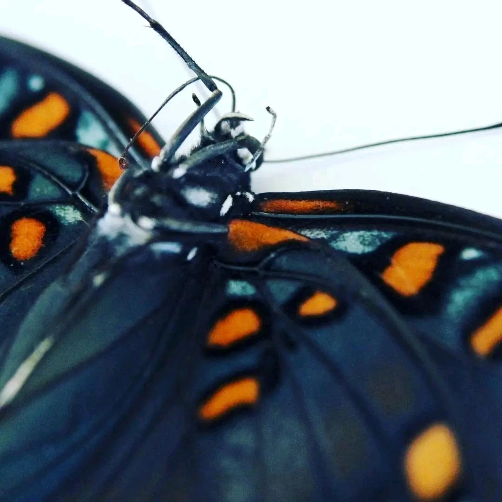 Image uploaded by Joshua Smith