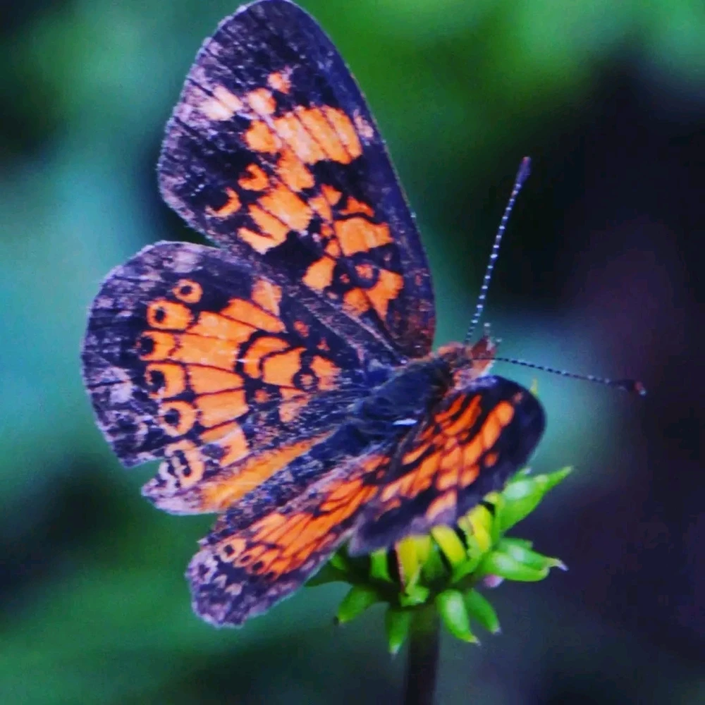 Image uploaded by Joshua Smith