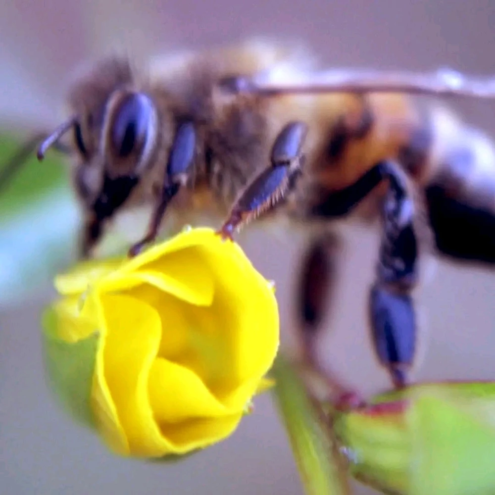 Image uploaded by Joshua Smith