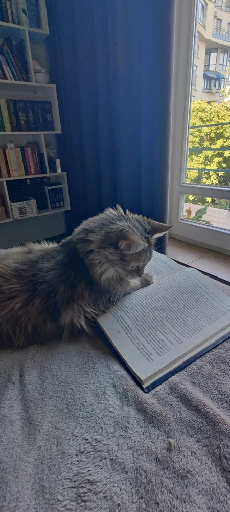 Гіфку завантажив Ordinar