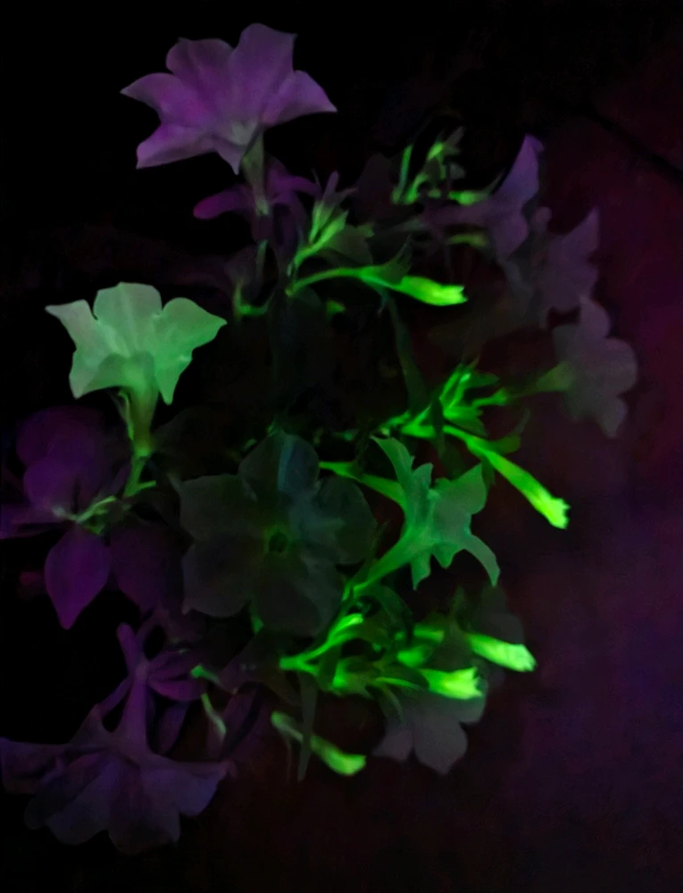 Petunias glowing with green bioluminescence, especially in the new growth flower buds. 