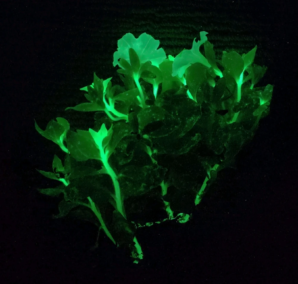 Mature petunias, side profile, showing energy flowing through the plant via bioluminescence 
