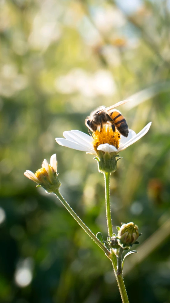 Sony a6400, 16 - 50 mm Kit-lens