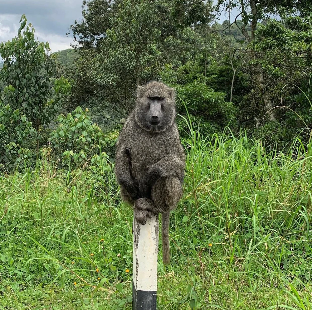 A lil bit of my most recent trip to western Uganda this year.