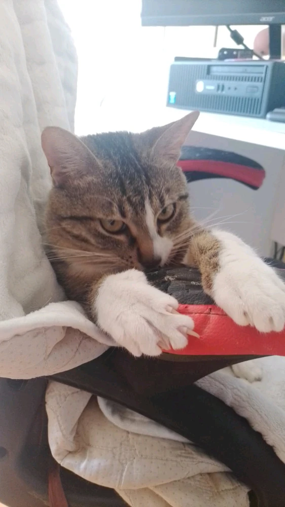 GIF otpremio/la Rade