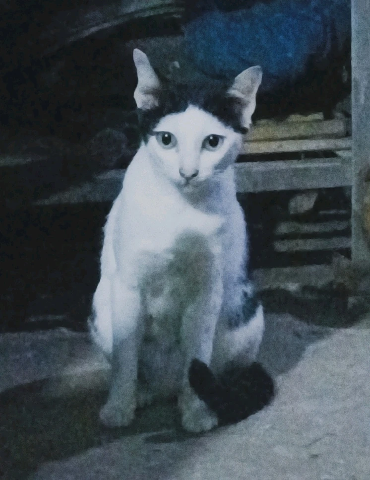 GIF อัปโหลดโดย Oumim