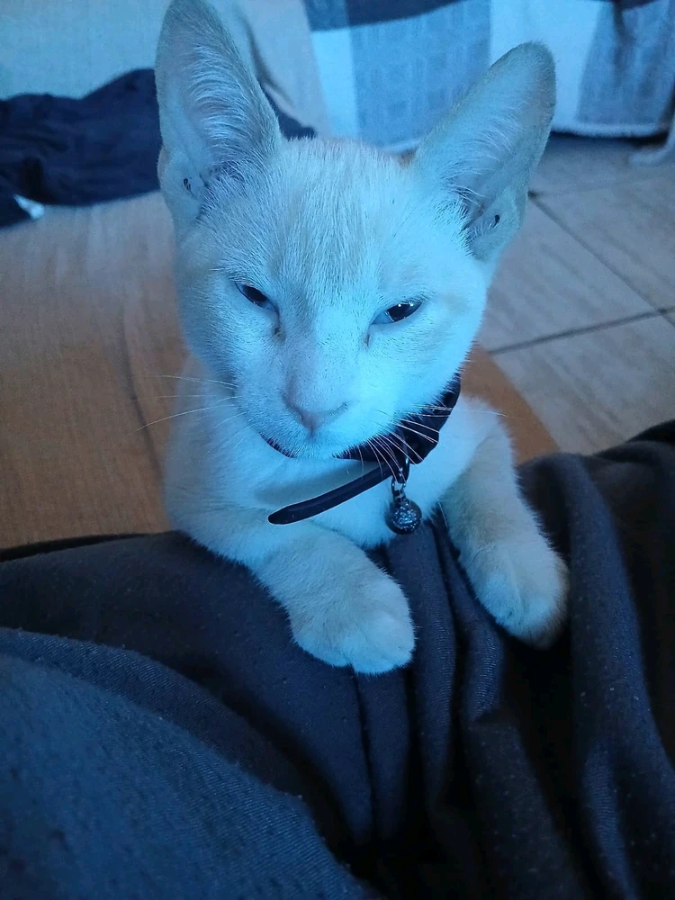 Imagem enviada por Matheus Santana Rachid