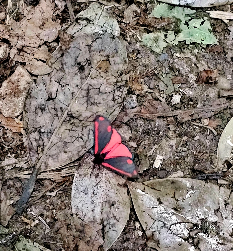 Gambar diunggah dening Charlotte/Charlie